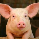 Les importations de porc suspendues par crainte de la fièvre porcine en Birmanie